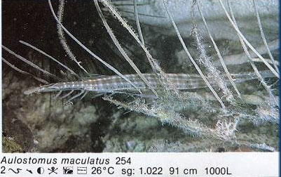 Aulostomus maculatus